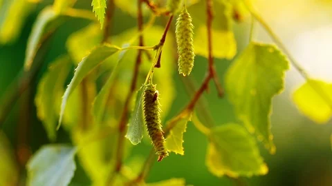 Birch buds in spring close up Stock Footage 112878893