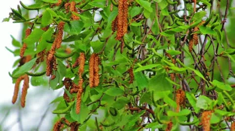 Birch buds in spring Stock Footage
