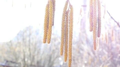 Birch buds in the spring 스톡 동영상 78875457