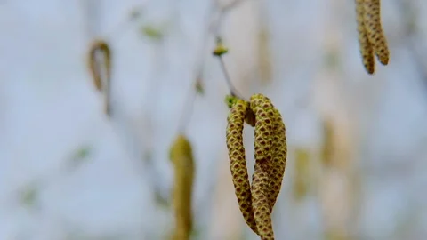 Birch buds in spring. Macro, shallow depth of field. Stock Footage 107184070