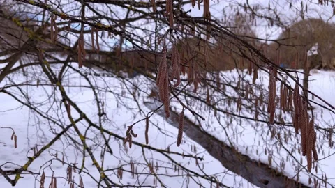 Birch buds in the wind on a winter day on the bank of a stream. Stock Footage 171546564
