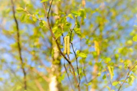 Birch with catkins bloom Fotos Stock