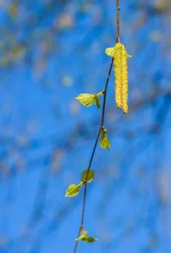 Birch with catkins bloom Fotos Stock