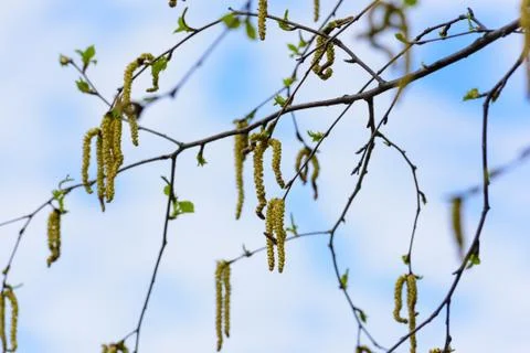 Birch with catkins bloom Photos