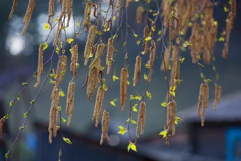 Birch catkins close-up blur background Stock Photos