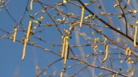 Birch catkins in early spring on a blue sky background. Static shot Stock Footage 115574598
