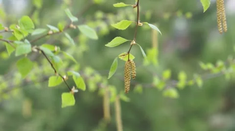 Birch catkins Stock Footage 62068633