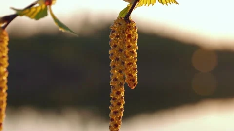 Birch catkins by lakeside in spring Stock Footage 265739642