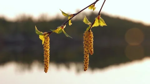 Birch catkins by lakeside in spring Stock Footage 265739886