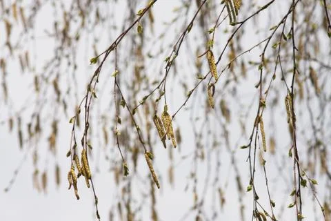 Birch catkins Stock-Fotos