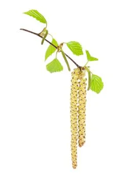 Birch catkins Stock Photos