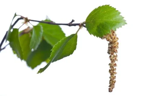 Birch catkins Stock Photos