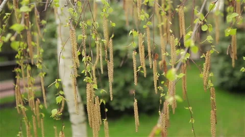 Birch catkins swaying in the wind Stock Footage 62475869