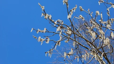 Birch catkins swaying in the wind Stock Footage 88855909