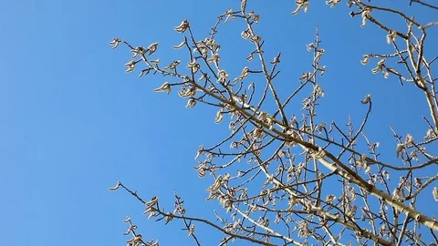 Birch catkins swaying in the wind Video stock 88856416