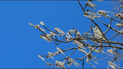Birch catkins swaying in the wind Video stock 88857132