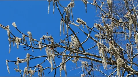 Birch catkins swaying in the wind Stock Footage 88858464