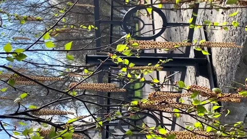 A birch with catkins sways in the wind in spring. the concept of freshness Video stock 183547534