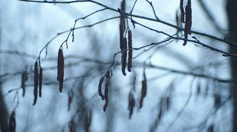 Birch catkins in the wind Stock Footage 35422246