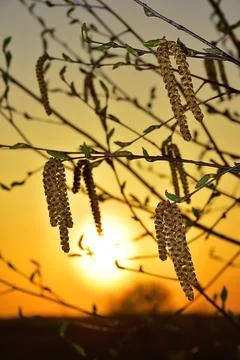 Birch catkins in the wind in the rays of the setting spring sun Stock Photos
