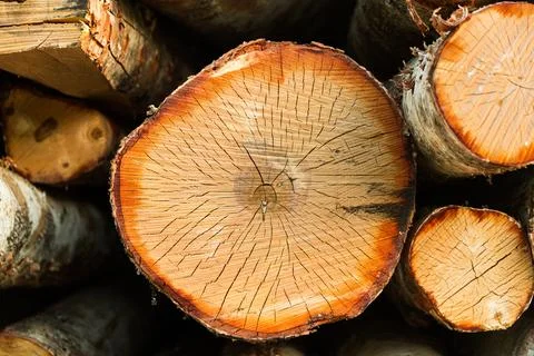 The birch is close-up. Deforestation Stock Photos