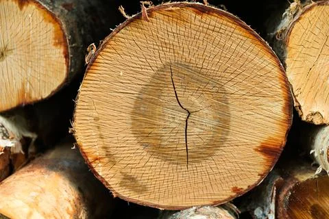 The birch is close-up. Deforestation Stock Photos