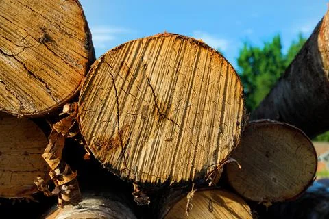 The birch is close-up. Deforestation Stock Photos