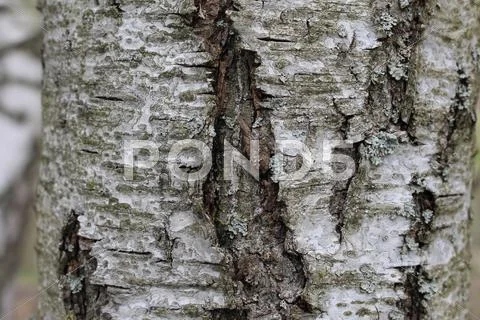 Birch close up Stock Photos