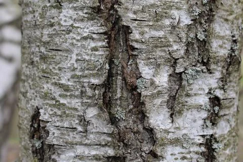 Birch close up Stock Photos