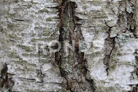 Birch close up texture Stock Photos