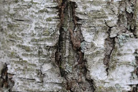 Birch close up texture Stock Photos