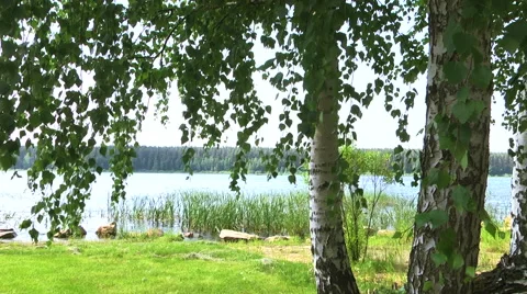 Birch on the coast Video stock 51429810