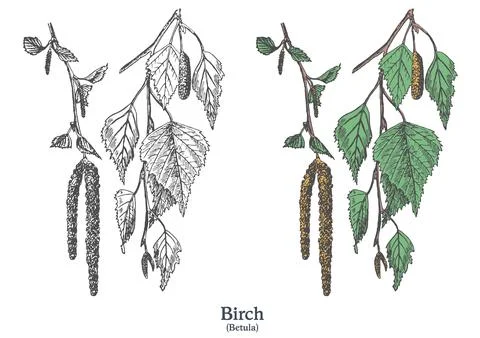 Birch. Colorful vector hand drawn plant. Vintage medicinal plant sketch. Stock Illustration