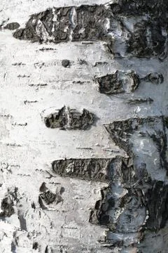 Birch cortex Birch cortex, invoiced skin, wooden background Copyright: xZo... Stock Photos