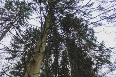 Birch covered with long branches Stock Photos
