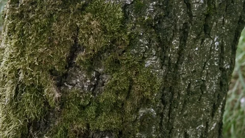 Birch covered with moss #1 Stock Footage 243702741