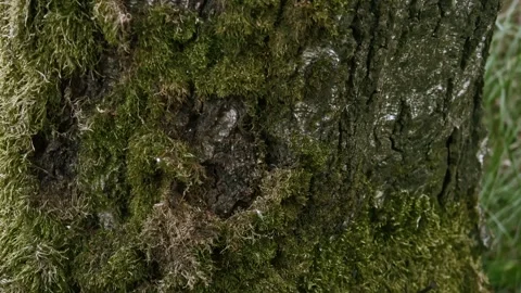 Birch covered with moss #2 Stock Footage 243702707