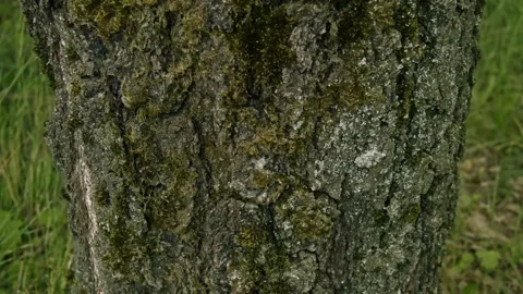 Birch covered with moss #3 Stock Footage 243702783