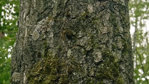 Birch covered with moss #4 Stock Footage 243702742
