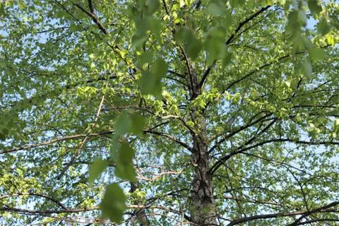 Birch crown, bottom view  Stock Photos