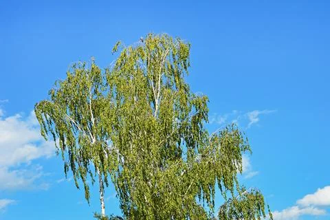 Birch crown Stock Photos