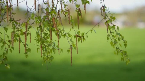 The birch dissolved the leaves in the May days Stock Footage 89299265