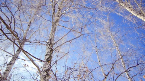 Birch Drooping in Frost. Bottom View. Dolly Stock Footage 68773041