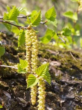 Birch earings in spring forest Stock Photos