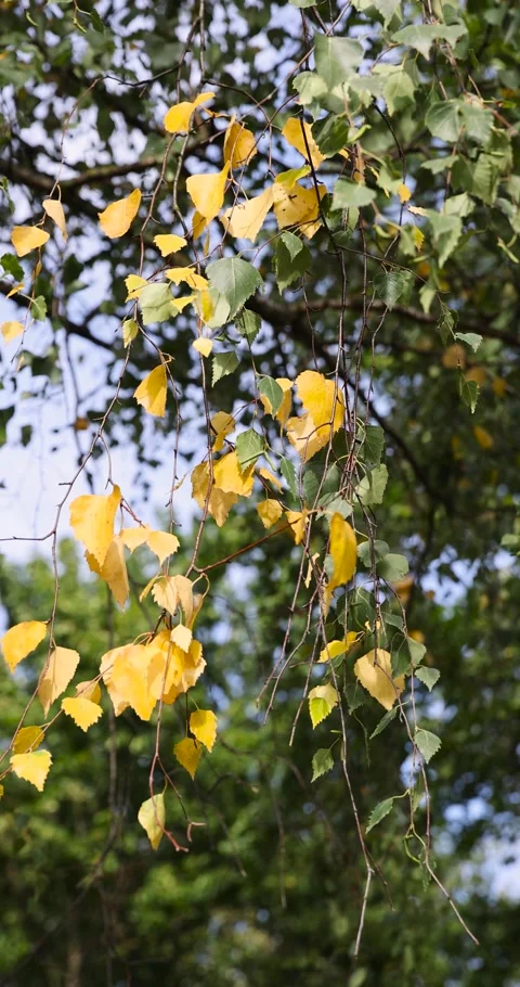 Birch in early September during the process of yellowing and leaf fall, tall Stock Footage 290359210