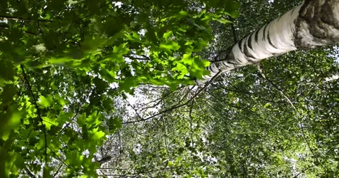 Birch in early September during the process of yellowing and leaf fall, tall Stock Footage 291374816