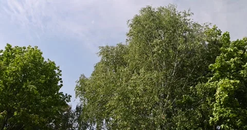 Birch in early September during the process of yellowing and leaf fall, tall Stock Footage 292725559