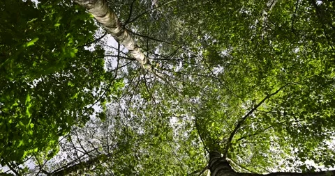 Birch in early September during the process of yellowing and leaf fall, tall Stock Footage 293765623