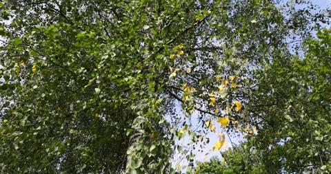 Birch in early September during the process of yellowing and leaf fall, tall Stock Footage 294504016