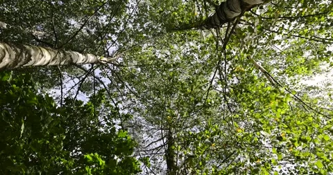Birch in early September during the process of yellowing and leaf fall, tall Stock Footage 294504325